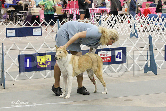 CollieS-7849LR