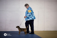 Border Terrier Sat Ring S1
