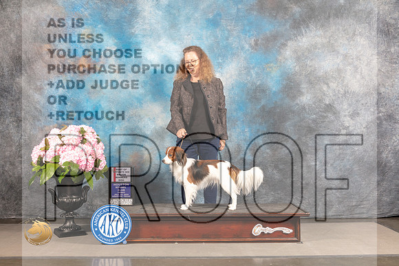 Nederlandse Kooikerhondje #9 FRI WD BOP Major Judge Linda Hurlbaus_MJ_5660_Houston_2022_HR3