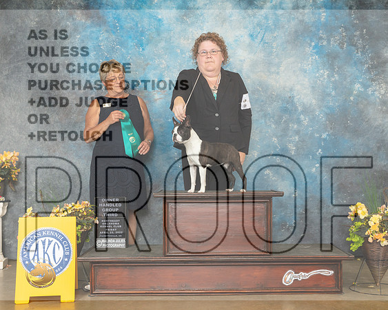 Boston Terrier #6 Fri OHG3 Judge Cathy Daugherty-MMJ_9762-NWARK2022-HR3