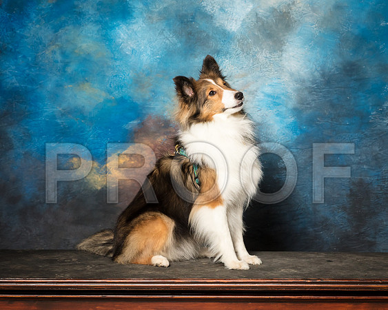 Shetland Sheepdog Sun Pepper Cheryl-SSR_1881-HR3