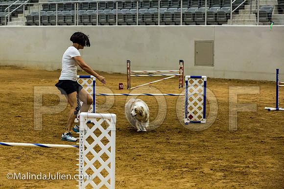 Agility JWW Exc 20 Sat Australian Shepherd River-JJJ_1574-ACDCA2018-HR3