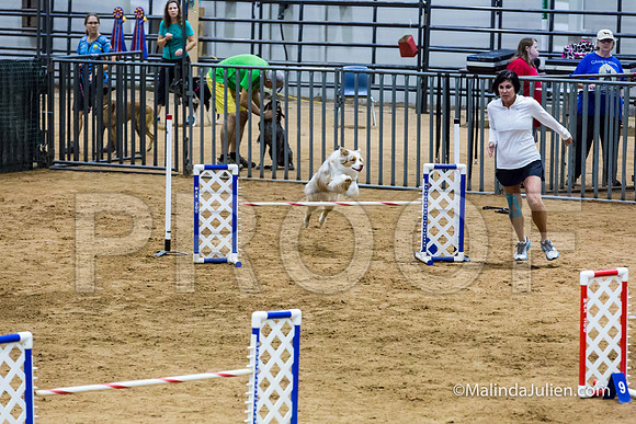 Agility STD Sun 20 Prem Australian Shepherd River-JJJ_8913-HR3