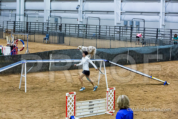 Agility STD Sun 20 Prem Australian Shepherd River-JJJ_8926-HR3
