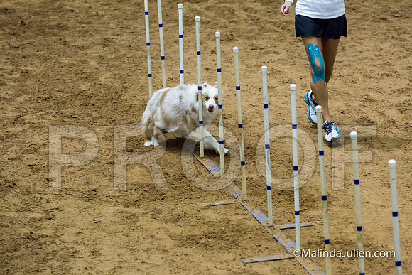 Agility STD Sun 20 Prem Australian Shepherd River-JJJ_8934-HR3