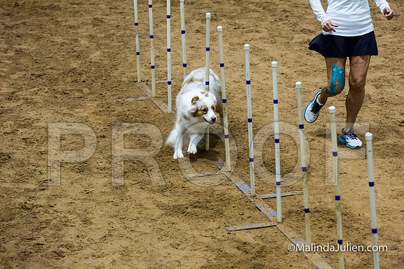 Agility STD Sun 20 Prem Australian Shepherd River-JJJ_8937-HR3