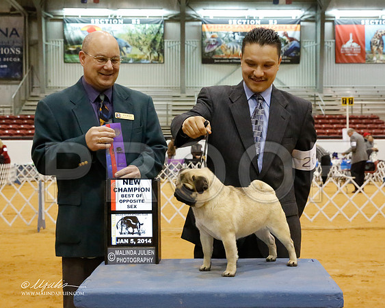 Pug-6926-GRJan14-HR