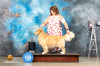 Golden Retriever #11 Sun OHG1 Judge Eric Liebes