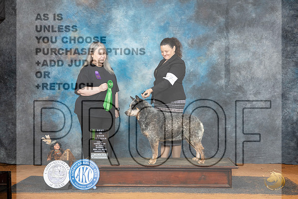 Australian Cattle Dog #7 Sun VBIS Judge Malinda Julien__JP_8651_MARSHALL_2024_HR3