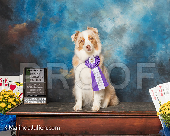 Australian Shepherd Kymberlie Schellin River-SSR_1791-ACDCA2018-HR3