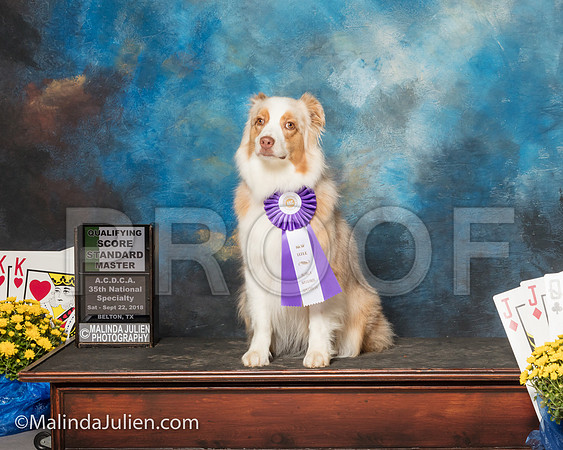 Australian Shepherd Kymberlie Schellin River-SSR_1797-ACDCA2018-HR3