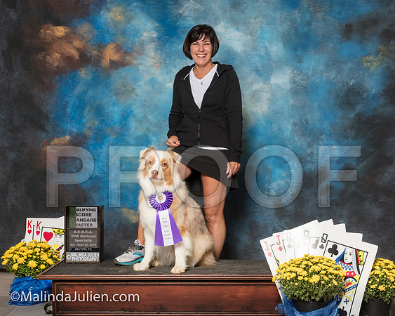 Australian Shepherd Kymberlie Schellin River-SSR_1802-ACDCA2018-HR3
