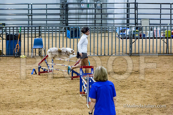 Agility STD Sun 20 Australian Shepherd River-JJJ_7641-HR3