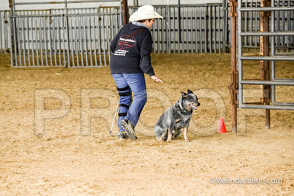Herding Fri Sheep Started #303s Trusty Louanne Judge Sheryl McDonald-JJJ_6399-HR3