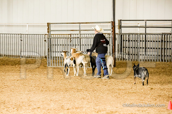 Herding Fri Sheep Started #303s Trusty Louanne Judge Sheryl McDonald-JJJ_6408-HR3