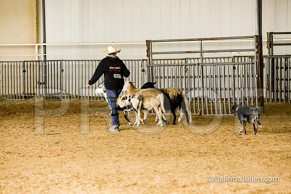 Herding Fri Sheep Started #303s Trusty Louanne Judge Sheryl McDonald-JJJ_6410-HR3