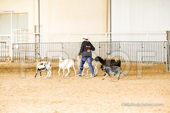 Herding Fri Sheep Started #303s Trusty Louanne Judge Sheryl McDonald-JJJ_6413-HR3
