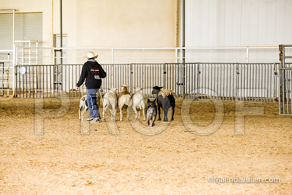 Herding Fri Sheep Started #303s Trusty Louanne Judge Sheryl McDonald-JJJ_6414-HR3