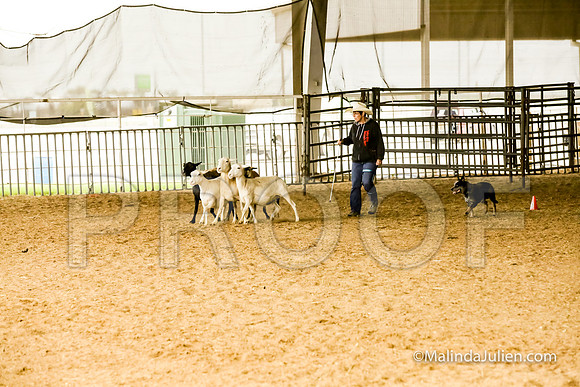 Herding Fri Sheep Started #303s Trusty Louanne Judge Sheryl McDonald-JJJ_6421-HR3