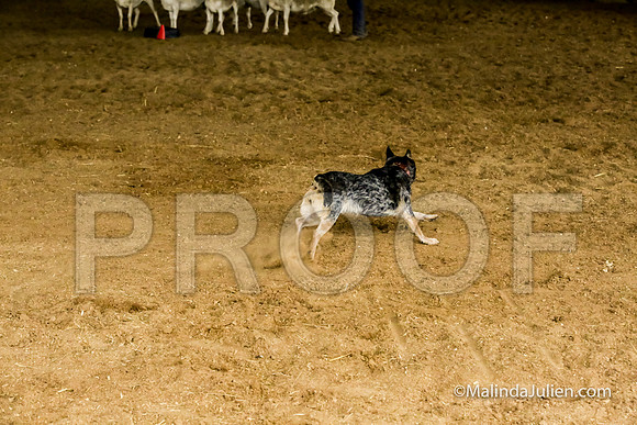 Herding Fri Sheep Started #307s SuperBee Lori Judge Sheryl McDonald-JJJ_5933-HR3