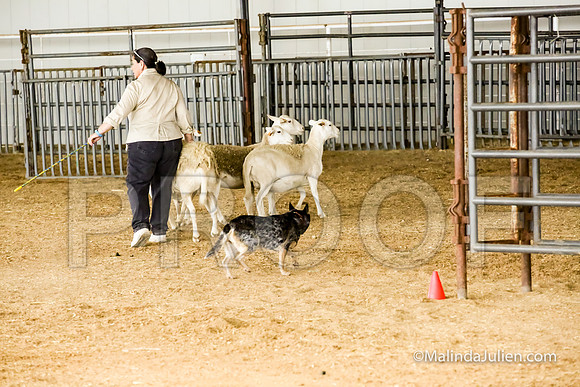Herding Fri Sheep Started #307s SuperBee Lori Judge Sheryl McDonald-JJJ_5938-HR3