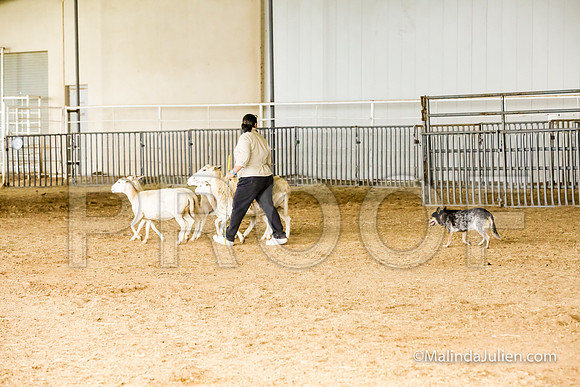 Herding Fri Sheep Started #307s SuperBee Lori Judge Sheryl McDonald-JJJ_5940-HR3