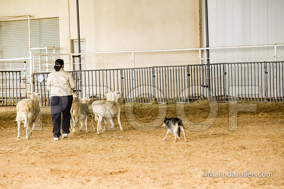 Herding Fri Sheep Started #307s SuperBee Lori Judge Sheryl McDonald-JJJ_5942-HR3
