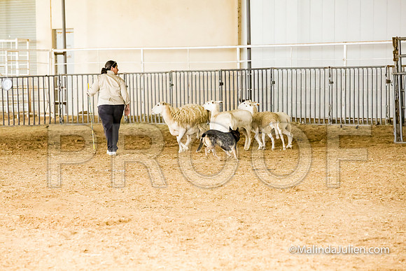 Herding Fri Sheep Started #307s SuperBee Lori Judge Sheryl McDonald-JJJ_5948-HR3