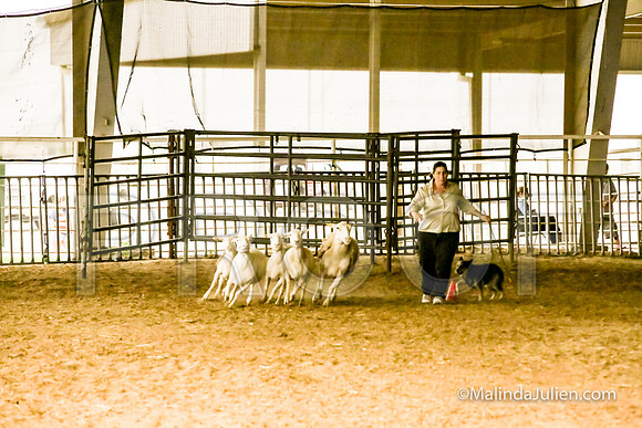 Herding Fri Sheep Started #307s SuperBee Lori Judge Sheryl McDonald-JJJ_5954-HR3