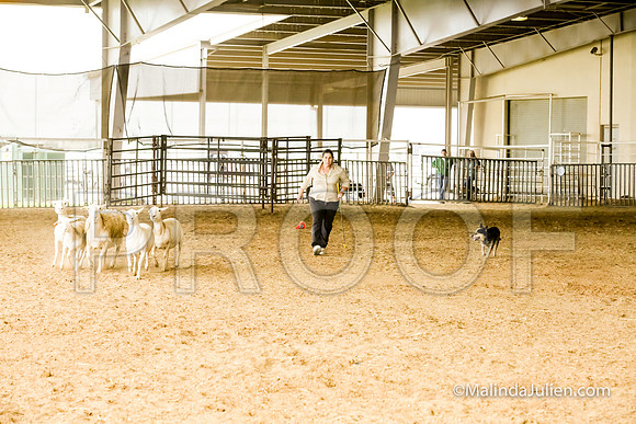 Herding Fri Sheep Started #307s SuperBee Lori Judge Sheryl McDonald-JJJ_5955-HR3