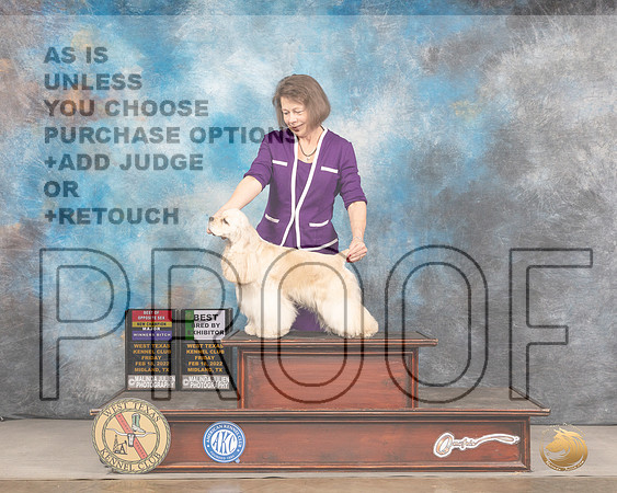 Cocker Spaniel ASCOB #6 Fri BOSWBBBE Judge Judy BrownMMJ_3136_Mdlnd2022_HR3