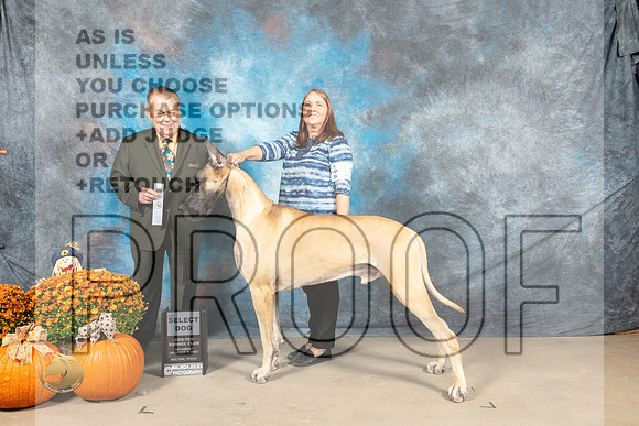 Great Dane #15 Sat SD Judge Del Richards_MJ_6416_Belton_2022_HR3