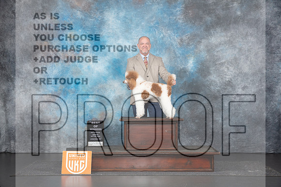 Poodle Std MC #110 Sun BOW Judge Terri Rein__JP_1434_UKCLNGVIEWOCT2024_2024_HR3