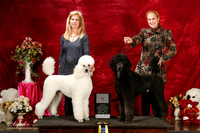 Poodle Standard Best in Show Family
