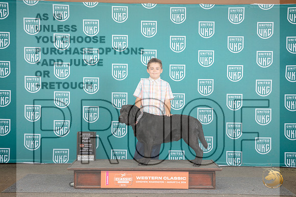 Labrador Retriever #344 Fri 1st Novice JR Judge Allan Krenek R__JP_1599_Longview WA_2024_HR3