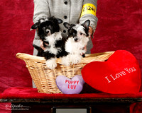 Chinese Crested Susan Brasel Sat