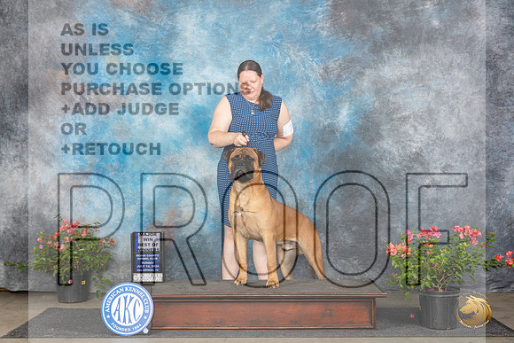 Bullmastiff #7 Sun WDBOWM Judge Karen McFarlane__JP_6100_San Antonio_2024_HR3