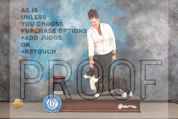 Cardigan Welsh Corgi #22 WED BOS Judge Barbara Alderman_MJ_2052_Houston_2022_HR3