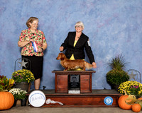 Dachshund Longhaired #26 Fri BOS Maj Judge Andrea Bradford MD