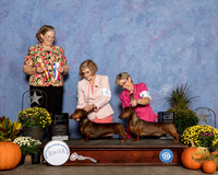 Dachsunds Smooth #6 & #5 Fri BOV BOW Judge Andrea Bradford MD