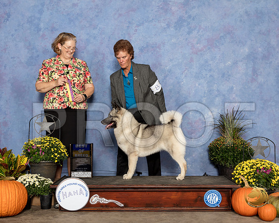 Norwegian Elkhound #8 Fri BOB Judge Andrea Bradford MD_SSR_3112_Humble2018_HR3