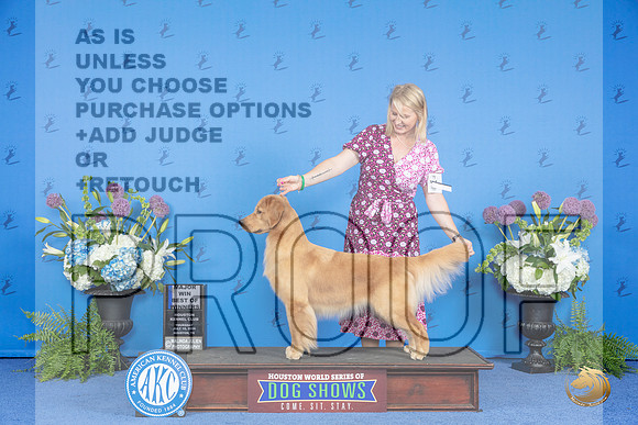 Golden Retriever #36 THUR WB BOW M Judge Annella Cooper__JP_8153_Houston_2024_HR3
