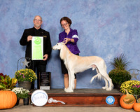 Saluki #5 Fri OHG2 Judge Garry Newton