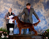 Irish Setter #32 Fri WB