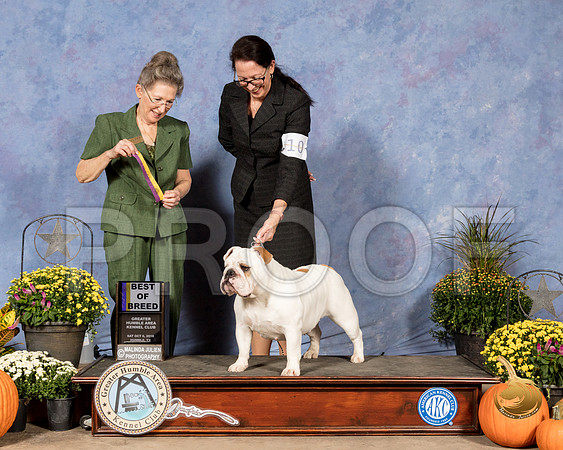Bulldog #16 Sat BOB Judy Claytor Judge Beth Latchnit_SSR_3224_Humble2018_HR3