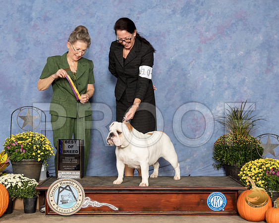 Bulldog #16 Sat BOB Judy Claytor Judge Beth Latchnit_SSR_3225_Humble2018_HR3