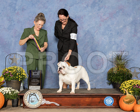 Bulldog #16 Sat BOB Judy Claytor Judge Beth Latchnit_SSR_3223_Humble2018_HR3