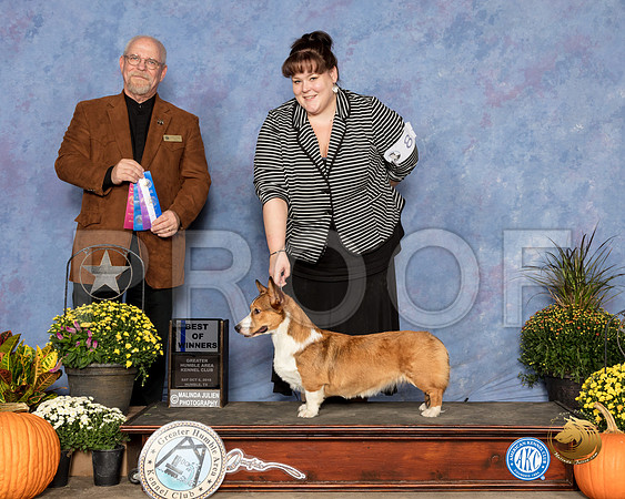 Cardigan Welsh Corgi #8 Sat BOW Judge Garry Newton_SSR_3206_Humble2018_HR3