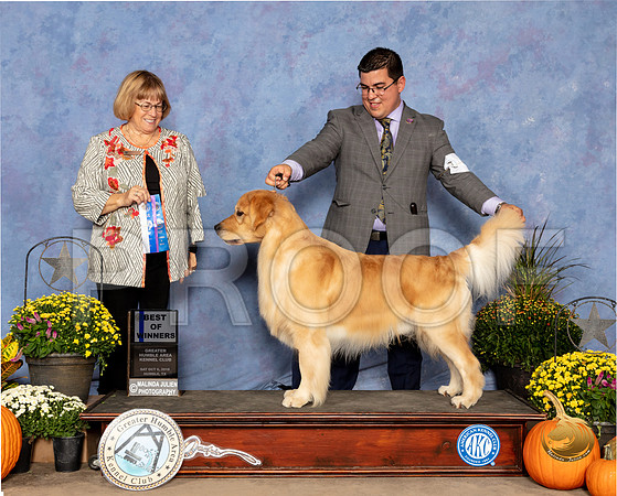 Golden Retriever #7 Sat BOW Judge Bev Anderson_SSR_3213-Edit_Humble2018_HR3