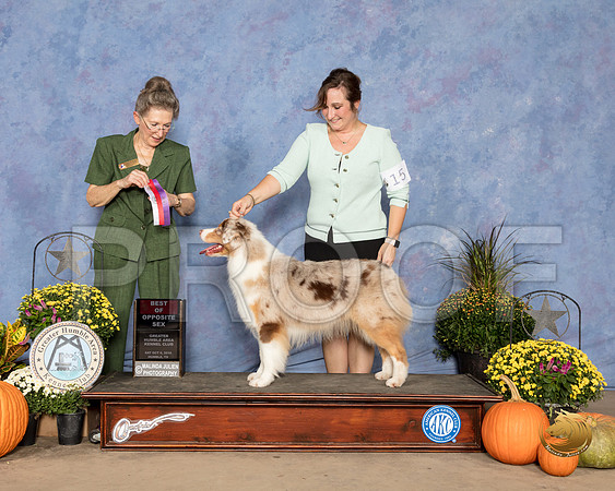 Australian Shepherd #10 Sat WB BOS  Judge Beth Latchnit_SSR_3233_Humble2018_HR3